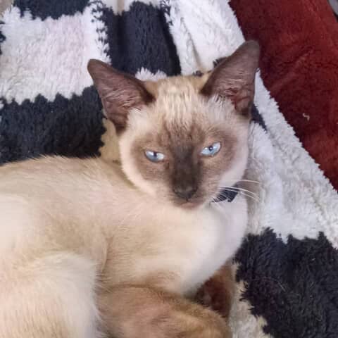 Coco
