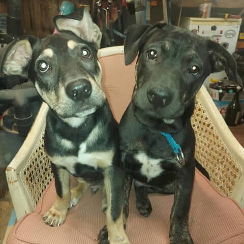 bear & tank