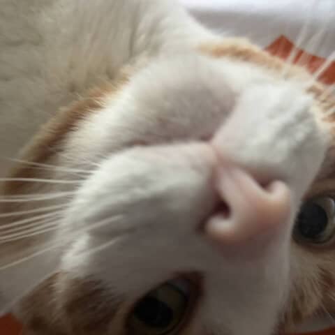 Milo