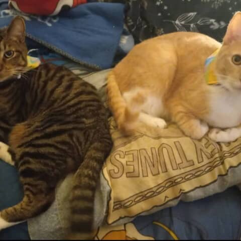 Baby tiger and babysimba