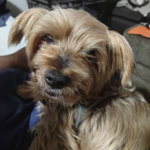 Chico