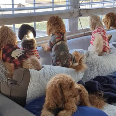 Reese,Oreo,Sandy,Teddy,Brody &Gigi...my 6 pack 😂