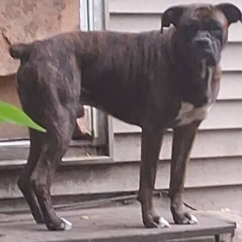 Chico