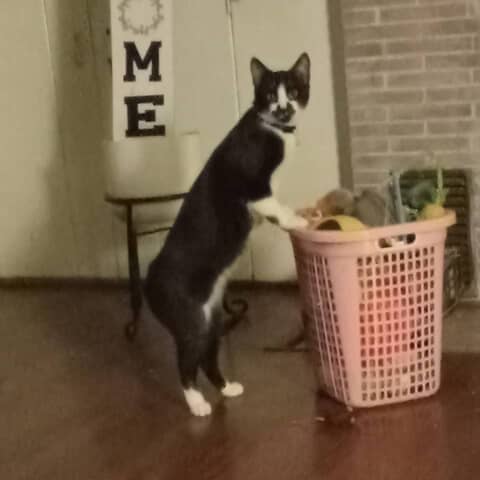 Oreo