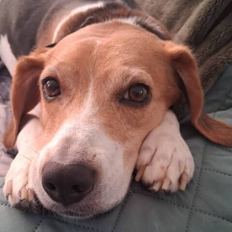 Suzi