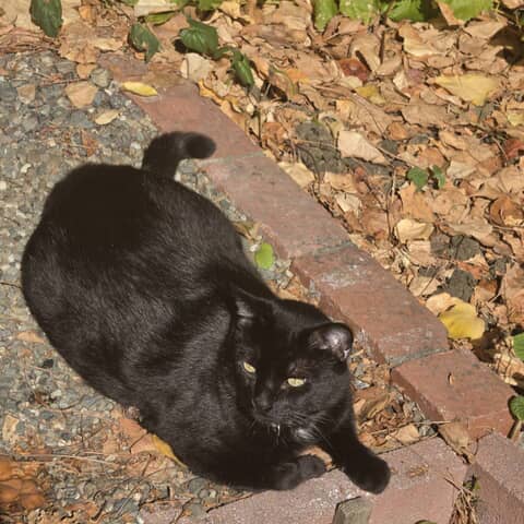 Biscuit