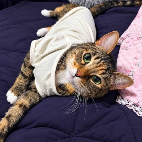 KITTY