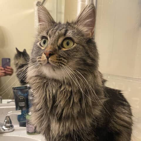 Mad Caddie Cat Cat Kat