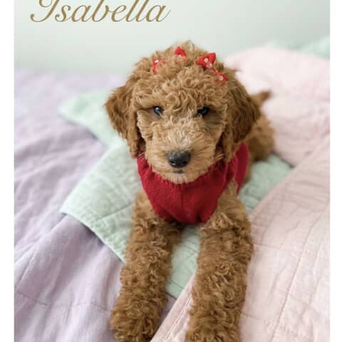 Isabella