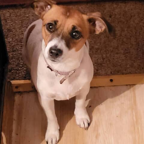 Laci