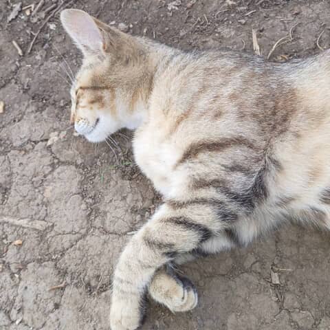 Tigress