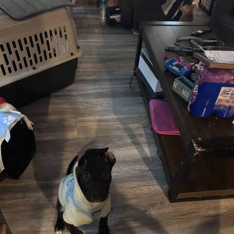 Oreo