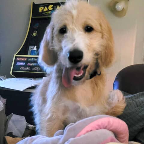 Finn
