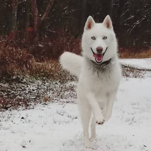 Loki