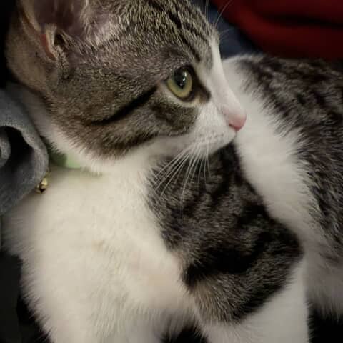 Basil