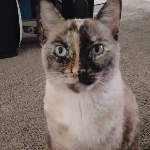 Jagga
