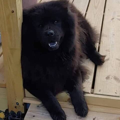 Banjo