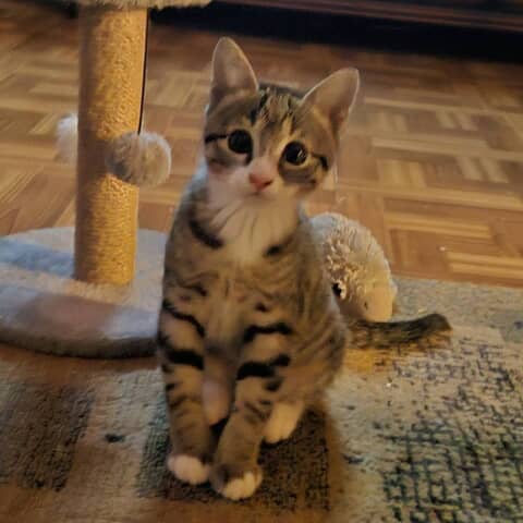 Samson