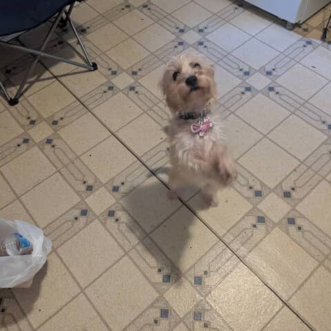 Bella Grace