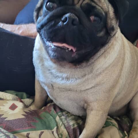 Sherman