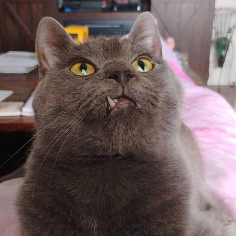 Dusty