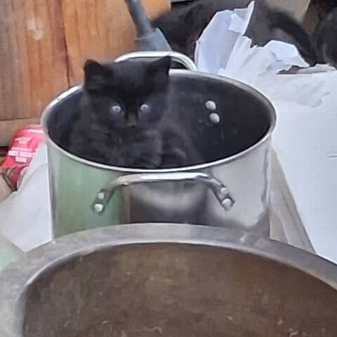 Kat