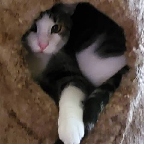 Cooper